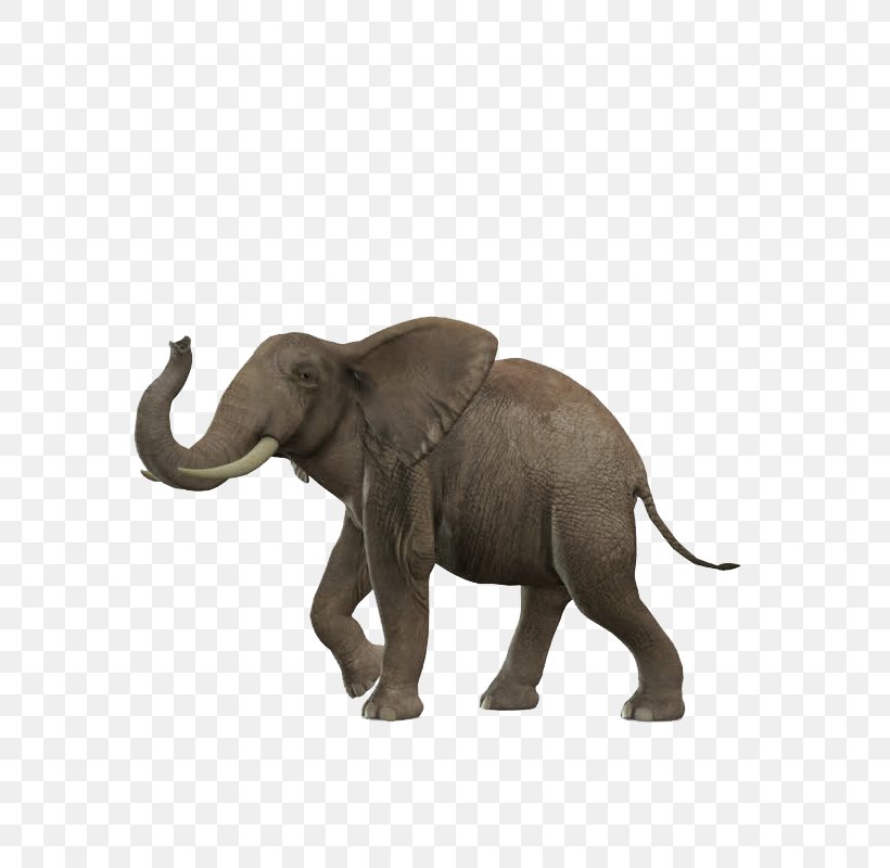 African Bush Elephant Asian Elephant African Forest Elephant, PNG, 800x800px, African Bush Elephant, African Elephant, African Forest Elephant, Asian Elephant, Elephant Download Free