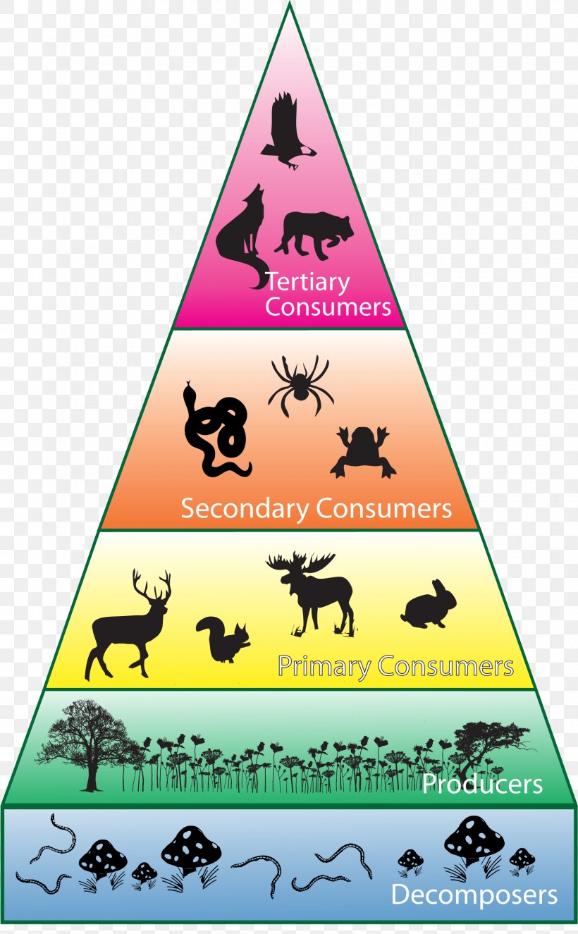 Biodiversity Consumer Ecosystem Ecological Pyramid, PNG, 1608x2600px, Biodiversity, Brand, Conservation, Consumer, Ecological Pyramid Download Free