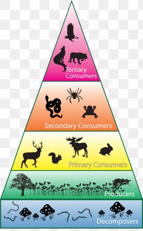 Food Web Ecological Pyramid Food Chain Ecosystem Ecology, PNG ...