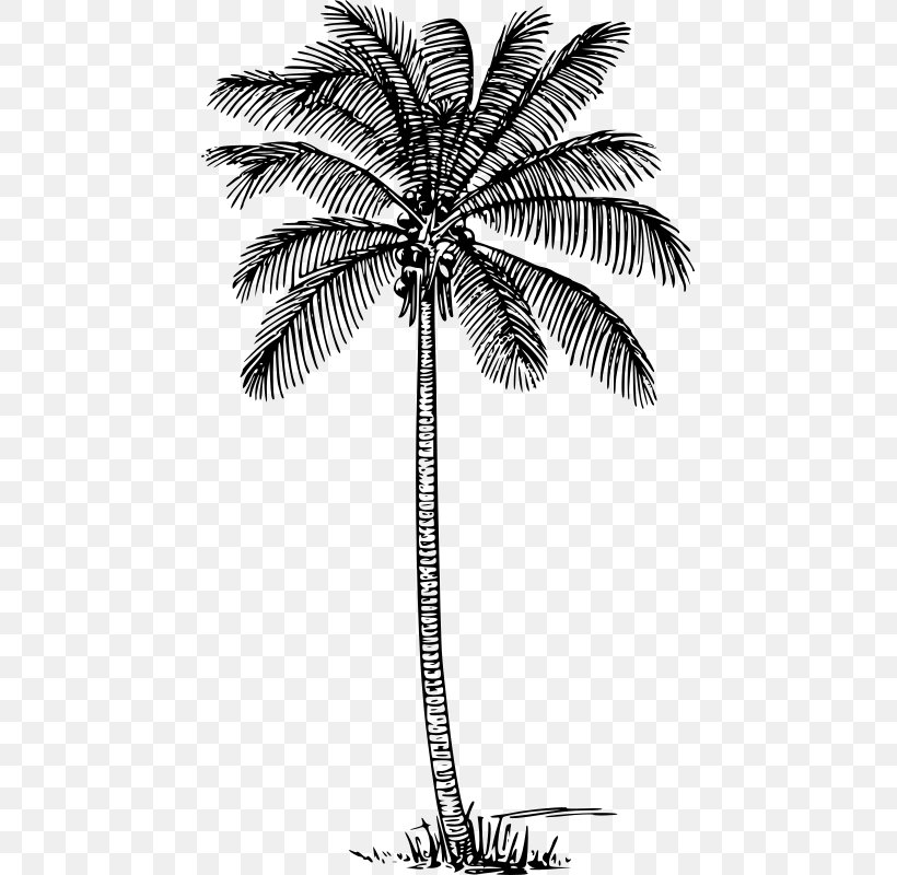 Coconut Tree Drawing, PNG, 451x800px, Palm Trees, Arecales, Attalea Speciosa, Blackandwhite, Borassus Flabellifer Download Free
