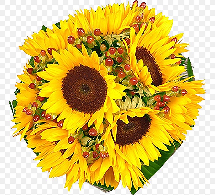 Common Sunflower Flower Bouquet Cut Flowers, PNG, 753x743px, Common Sunflower, Annual Plant, Blume, Cut Flowers, Daisy Family Download Free