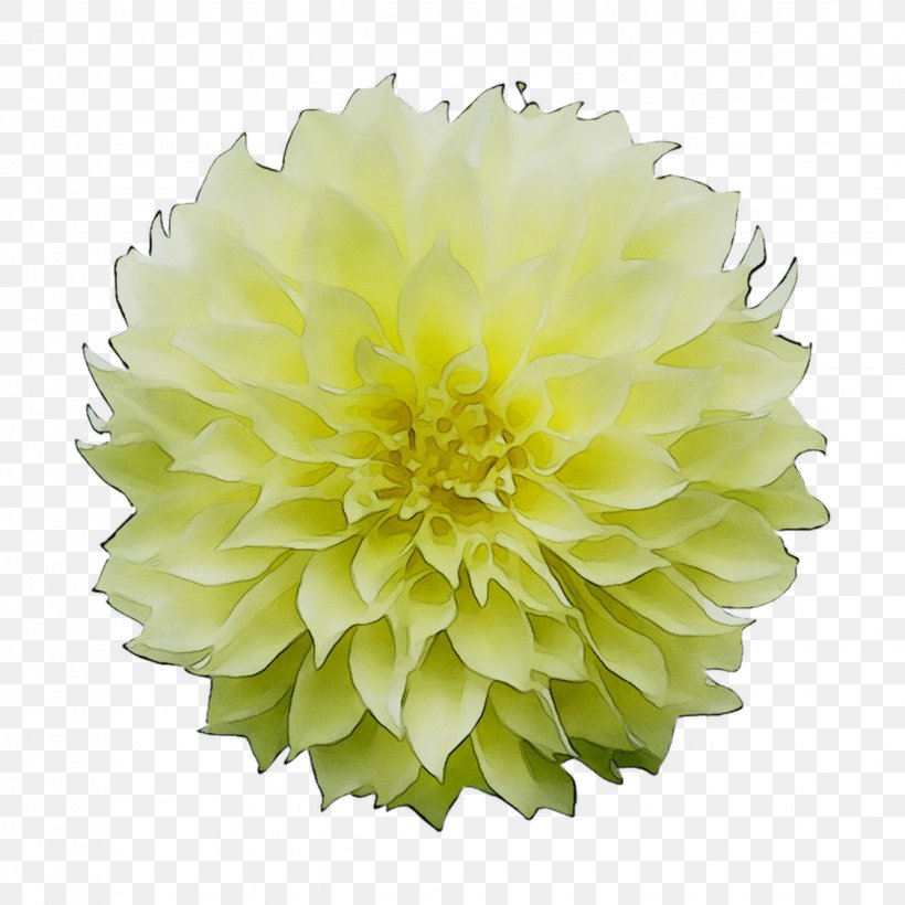 Dahlia Pom-pom Paper Ball Green, PNG, 1125x1125px, Dahlia, Artificial Flower, Ball, Chrysanths, Cut Flowers Download Free
