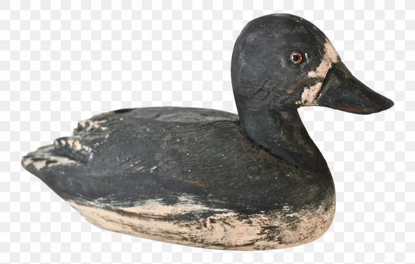 Duck Goose Fauna Beak, PNG, 3356x2143px, Duck, Beak, Bird, Ducks Geese And Swans, Fauna Download Free
