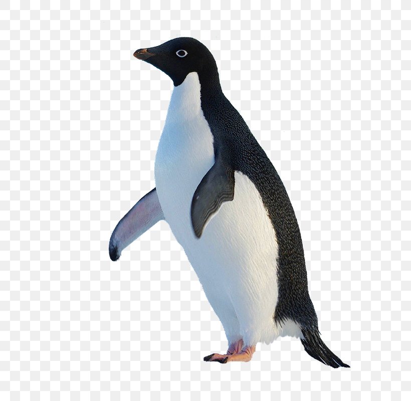 King Penguin Original Penguin, PNG, 800x800px, Penguin, Beak, Bird, Designer, Fauna Download Free