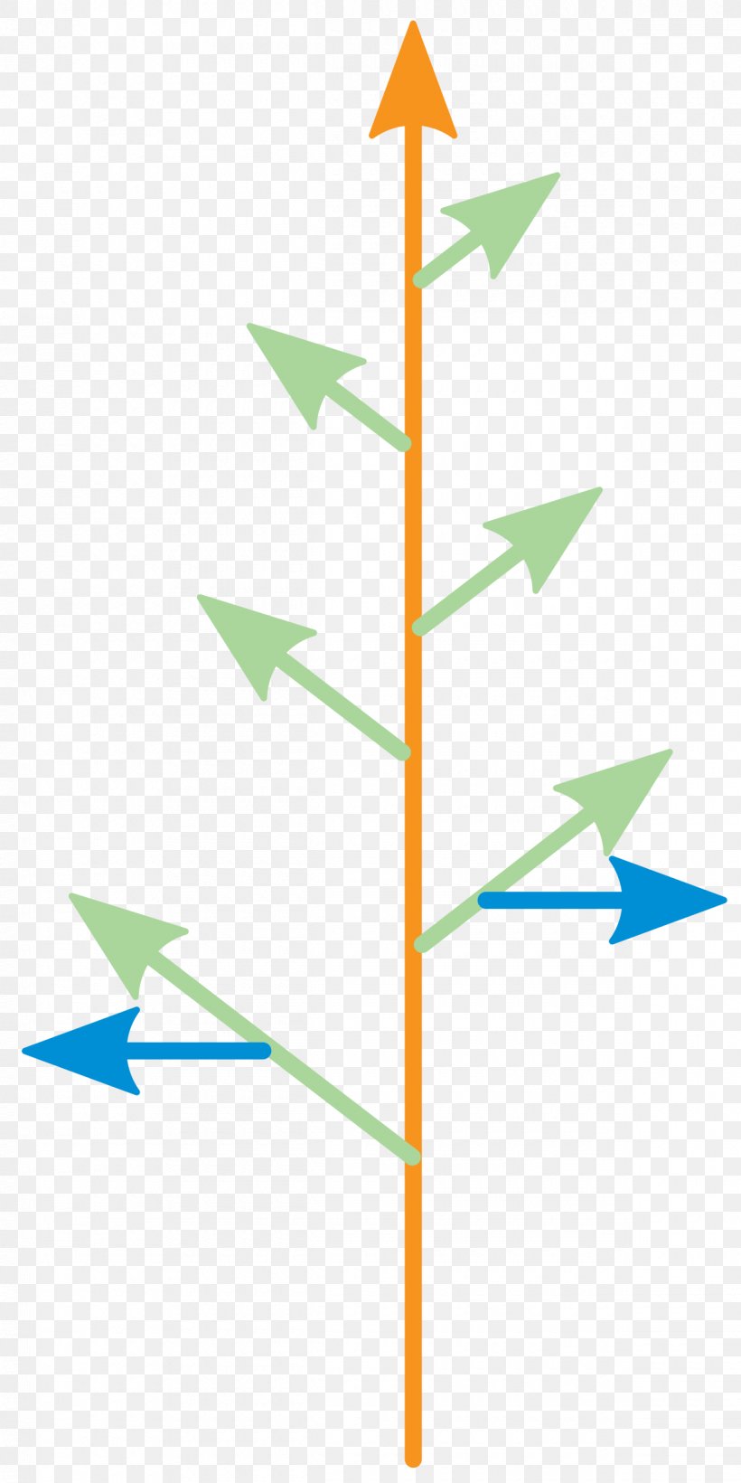 Monopodial Leaf Sympodial Plant Stem Sympodium, PNG, 1200x2400px, Monopodial, Diagram, Embryophyta, Energy, Grass Download Free