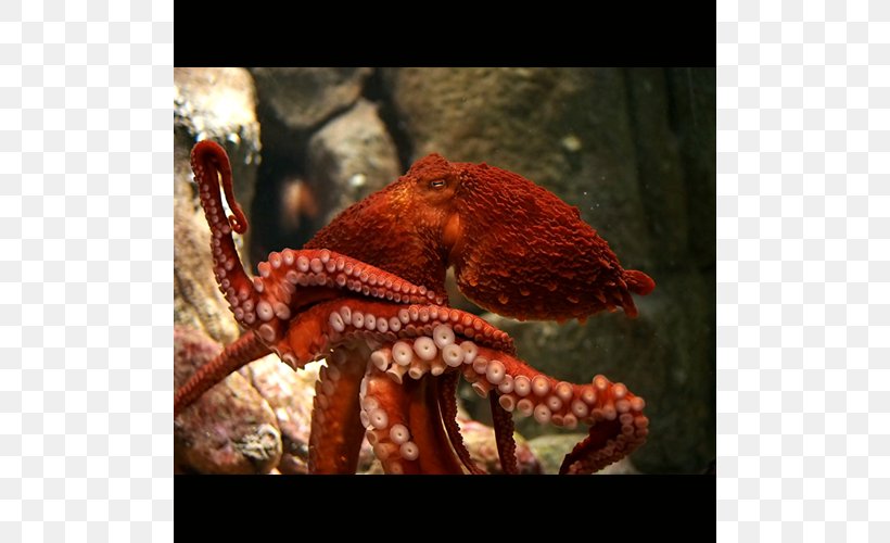 Giant Pacific Octopus Greater Blue-ringed Octopus Female Cephalopod, PNG, 500x500px, Octopus, Animal, Animal Source Foods, Blueringed Octopus, Cephalopod Download Free
