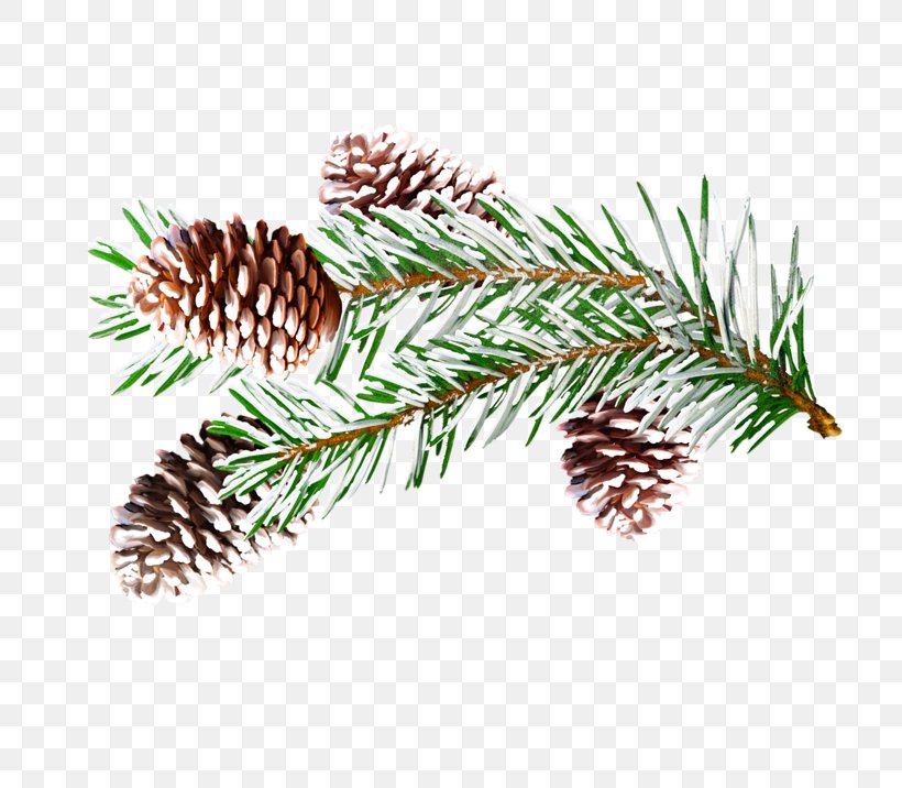 Spruce Winter Presentation English Christmas, PNG, 800x716px, Spruce, Branch, Christmas, Christmas Ornament, Conifer Download Free