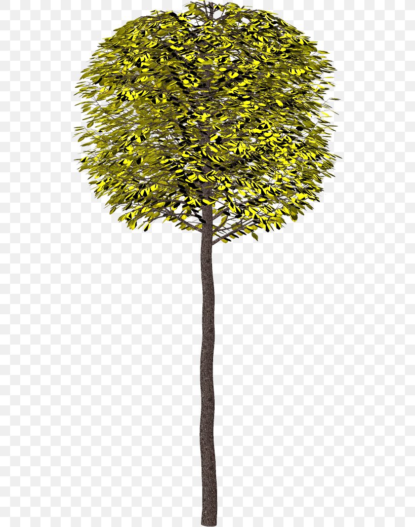 Tree Branch Shrub Clip Art, PNG, 535x1040px, Tree, Asian Palmyra Palm, Borassus, Borassus Flabellifer, Branch Download Free