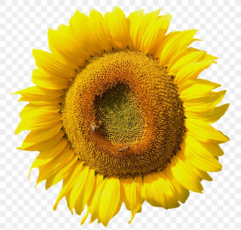Common Sunflower Hanne Kirkegaard Daisy Family Sunflower Seed, PNG, 1280x1224px, Common Sunflower, Aarhus, Annual Plant, Daisy Family, Flower Download Free
