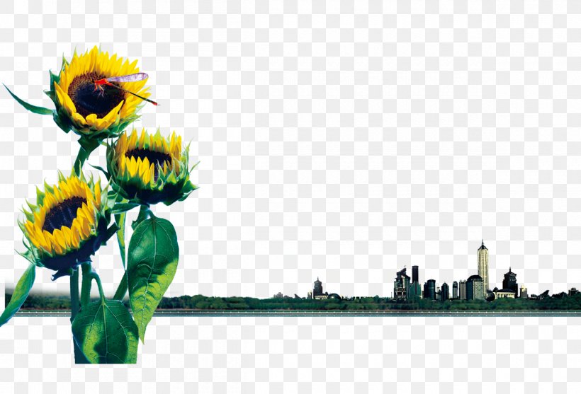 Common Sunflower, PNG, 1200x816px, Flower, Common Sunflower, Coreldraw, Daisy Family, Flora Download Free