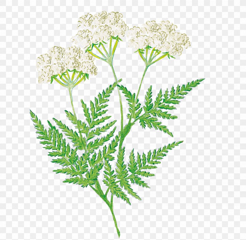Flower Sweet Cicely Plant Stem Herbalism Leaf, PNG, 1216x1192px, Flower, Cicely, Flora, Flowering Plant, Herbalism Download Free