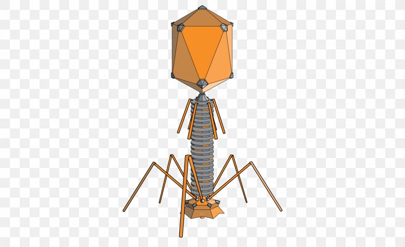 Hershey–Chase Experiment Bacteriophage Bacteria Virus, PNG, 1500x915px, Experiment, Bacteria, Bacteriophage, Biologist, Biology Download Free