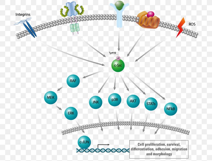 Proto-oncogene Tyrosine-protein Kinase Src Src Family Kinase Tyrosine Kinase FYN, PNG, 715x623px, Watercolor, Cartoon, Flower, Frame, Heart Download Free