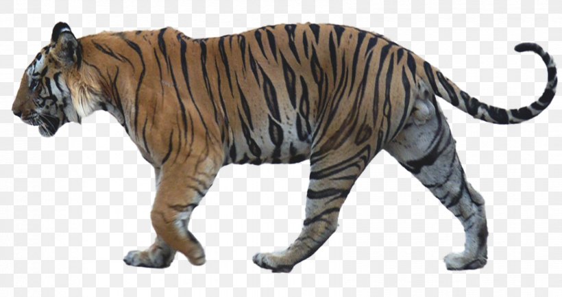 Smilodon Populator Machairodontinae Lion Smilodon Gracilis Bengal Tiger, PNG, 1698x899px, Smilodon Populator, Animal Figure, Bengal Tiger, Big Cats, Brown Bear Download Free