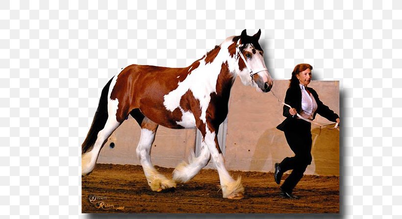 Stallion Mustang Gypsy Horse American Drum Horse, PNG, 614x448px, Stallion, American Drum Horse, Bit, Bridle, Drum Horse Download Free