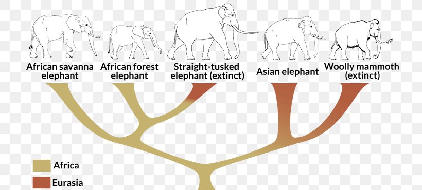 African Bush Elephant Asian Elephant Straight-tusked Elephant African Forest Elephant, PNG, 730x370px, Watercolor, Cartoon, Flower, Frame, Heart Download Free