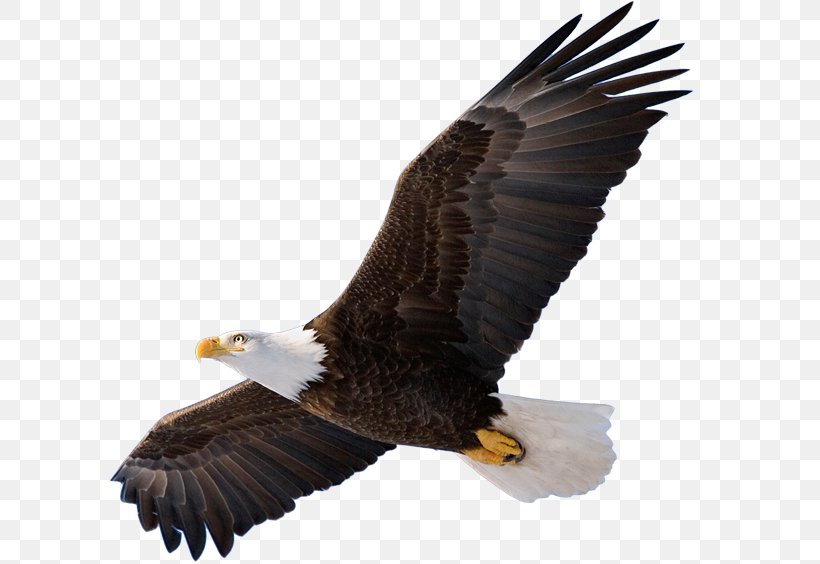Bald Eagle Bird Of Prey Clip Art, PNG, 633x564px, Bald Eagle, Accipitriformes, Beak, Bird, Bird Of Prey Download Free