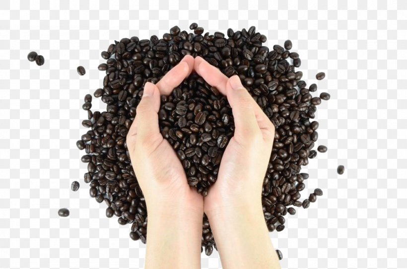 Coffee Bean Arabica Coffee, PNG, 1000x662px, Coffee, Arabica Coffee, Black Hair, Cocoa Bean, Coffea Download Free