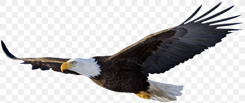 Eagle Flight Bird, PNG, 943x400px, Eagle Flight, Accipitriformes, Bald Eagle, Beak, Bird Download Free