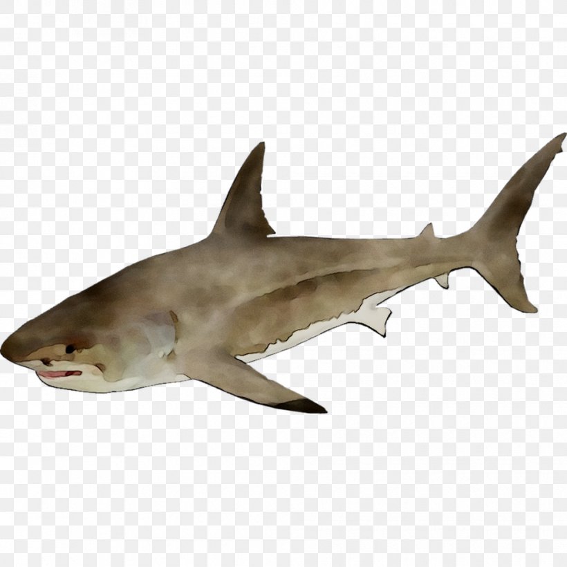 Great White Shark Tiger Shark Requiem Sharks Squaliform Sharks, PNG, 990x990px, Great White Shark, Animal Figure, Biology, Bronze Hammerhead Shark, Bull Shark Download Free