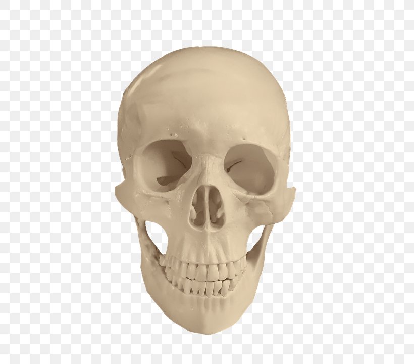 Skull Image Drawing Bone, PNG, 637x720px, Skull, Anatomy, Bone, Drawing, Face Download Free