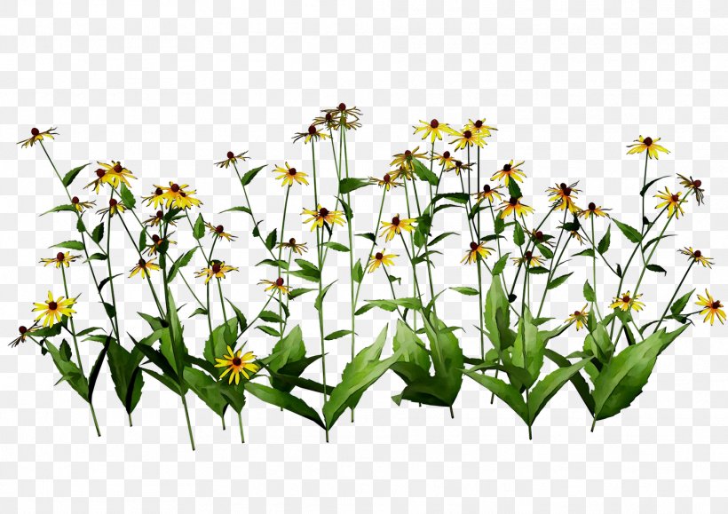 Cut Flowers Plant Stem Flowering Plant Plants, PNG, 1872x1323px, Cut Flowers, Botany, Flower, Flowering Plant, Plant Download Free