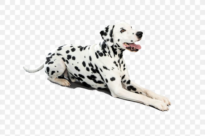 Dalmatian Dog Puppy French Bulldog Curly-Coated Retriever Golden Retriever, PNG, 1170x780px, Dalmatian Dog, American Kennel Club, Animal, Animal Figure, Breed Download Free