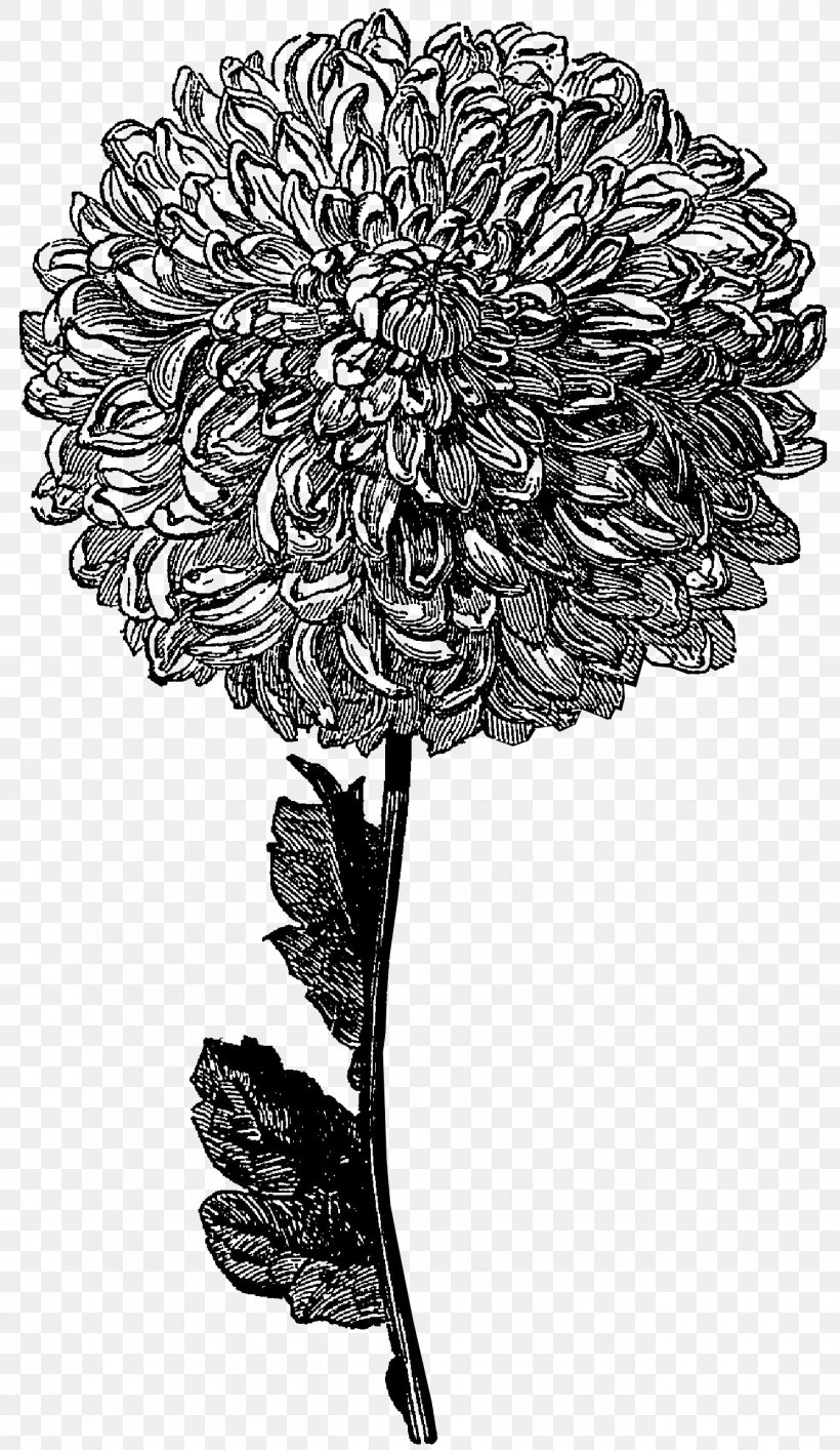 Flower Drawing Black And White Clip Art, PNG, 1339x2310px, Flower, Art, Black And White, Chrysanths, Cut Flowers Download Free