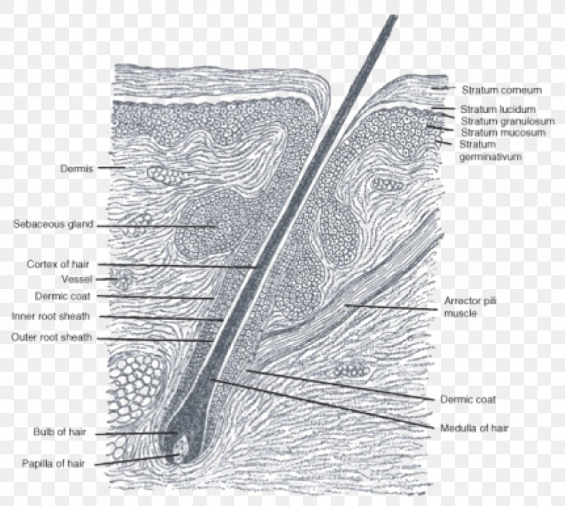 Hair Follicle Anatomy Sebaceous Gland Matrix, PNG, 1043x936px, Watercolor, Cartoon, Flower, Frame, Heart Download Free