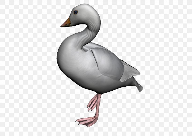 American Pekin Duck Bird Goose, PNG, 1600x1131px, American Pekin, Anatidae, Animation, Beak, Bird Download Free