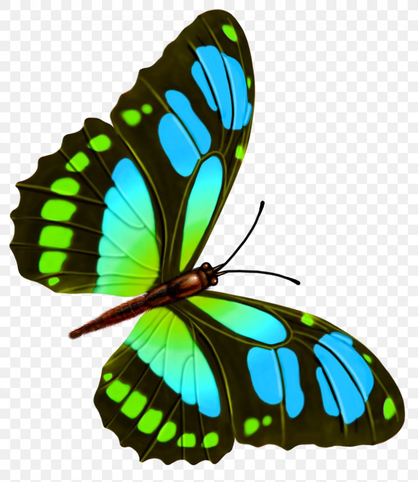 Butterfly Drawing, PNG, 844x972px, Butterfly, Arthropod, Blue, Blue Butterfly, Brush Footed Butterfly Download Free