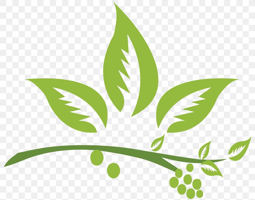 Garcinia Gummi-gutta Dietary Supplement Herb Weight Loss Green Coffee Extract, PNG, 800x644px, Garcinia Gummigutta, Adipose Tissue, Appetite, Branch, Coffee Bean Download Free