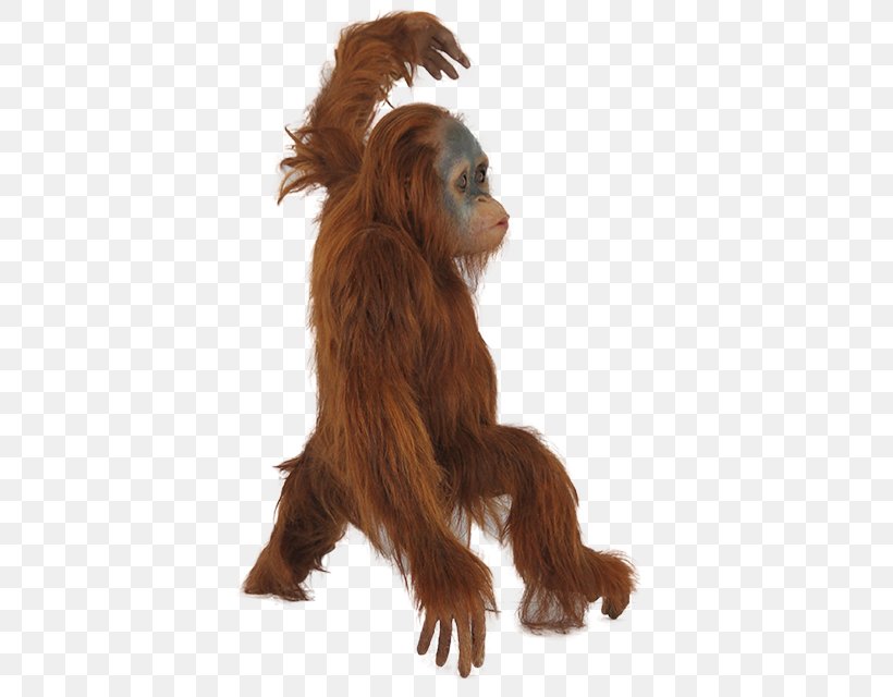 Orangutan Icon, PNG, 640x640px, Orangutan, Animal, Ape, Couch, Dining Room Download Free