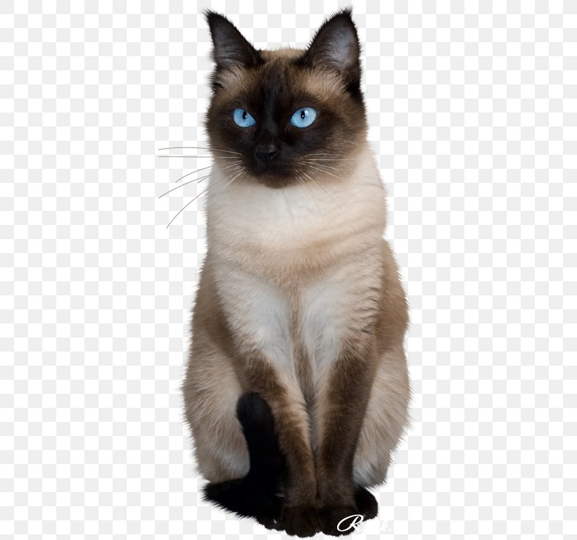 Cat Clip Art Adobe Photoshop GIF, PNG, 369x768px, Cat, Animal, Balinese, Birman, Burmese Download Free