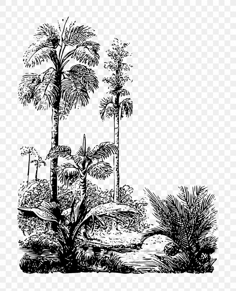 Asian Palmyra Palm Drawing Arecaceae Pine /m/02csf, PNG, 1300x1600px, Asian Palmyra Palm, Arecaceae, Arecales, Artwork, Black And White Download Free