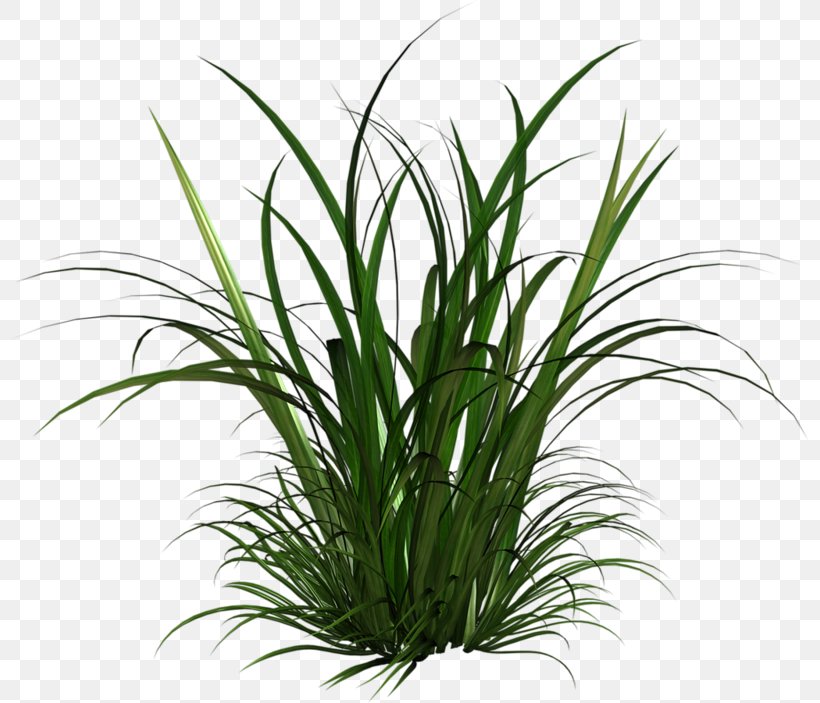 Clip Art Ornamental Grass Desktop Wallpaper, PNG, 800x703px, Ornamental Grass, Aquarium Decor, Flowerpot, Grass, Grass Family Download Free