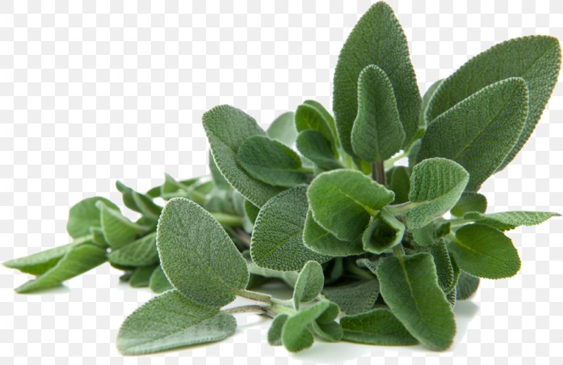 Common Sage Lamiaceae Leaf Pianta Officinale Herbaceous Plant, PNG, 1024x665px, Common Sage, Clary, Evergreen, Flavonoid, Green Download Free