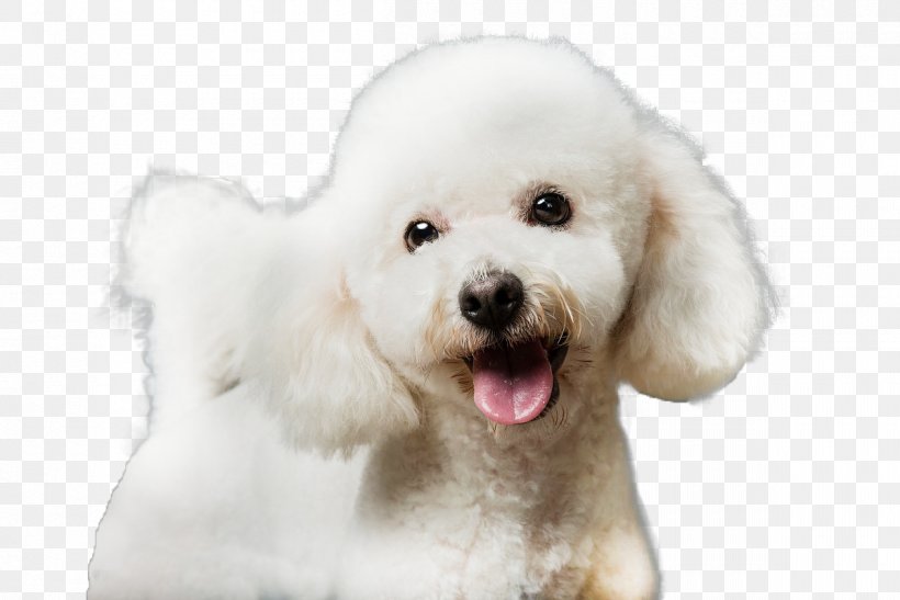 Maltese Dog Bichon Frise Miniature Poodle Bolognese Dog Havanese Dog, PNG, 1200x801px, Maltese Dog, Bichon, Bichon Frise, Bolognese, Bolognese Dog Download Free