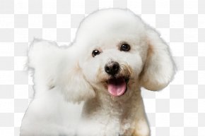 Bichon Frise Images Bichon Frise Transparent Png Free Download