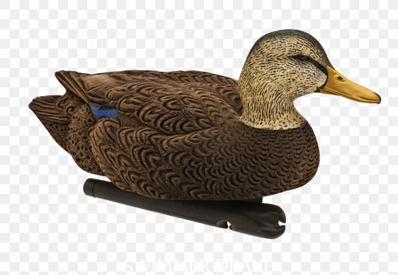 Duck Decoy Mallard Atlantic Flyway, PNG, 863x597px, Duck, American Black Duck, Atlantic Flyway, Beak, Bird Download Free