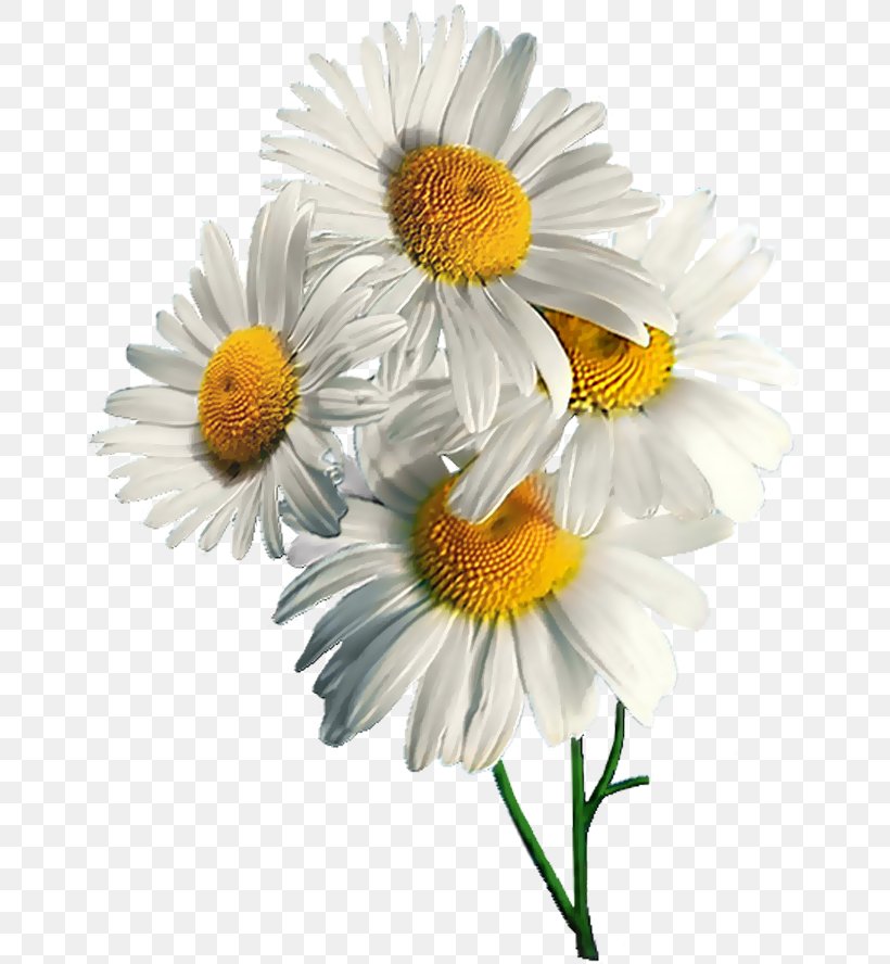 German Chamomile Tripleurospermum, PNG, 659x888px, German Chamomile, Annual Plant, Apigenin, Aster, Chamaemelum Nobile Download Free