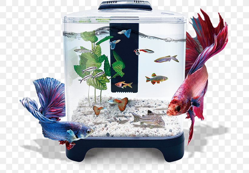 Aquarium Aquarius Group Lomas, S.A. De C.V. MINI Cooper Hagen Fluval Chi, PNG, 696x570px, Aquarium, Fish, Freshwater Aquarium, Liter, Mexico Download Free