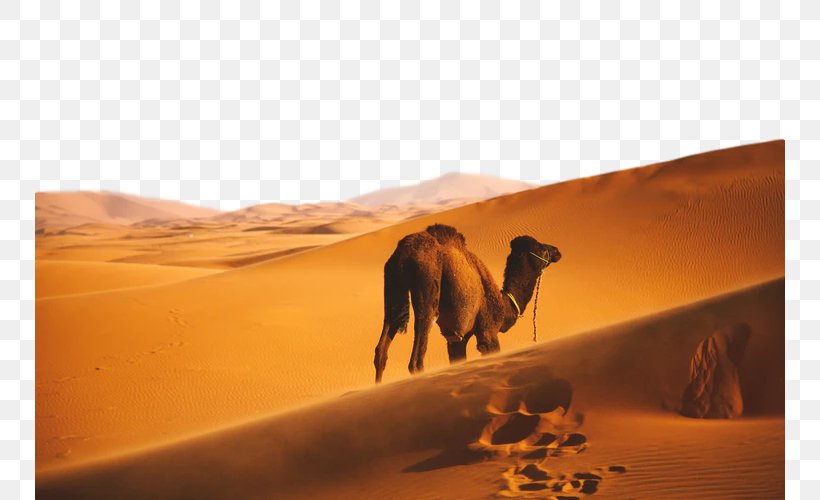 Desert Camel Erg Natural Environment Arabian Camel, PNG, 750x500px, Desert, Aeolian Landform, Arabian Camel, Camel, Camelid Download Free