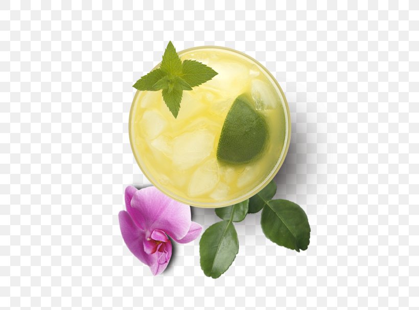 Garnish Flavor Orchidea, PNG, 500x606px, Garnish, Flavor, Food, Orchidea Download Free