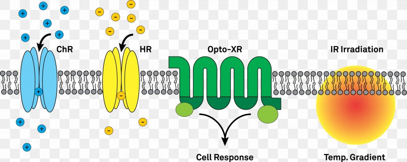 Optogenetics Channelrhodopsin Halorhodopsin Ion Channel Optics, PNG, 3493x1393px, Optogenetics, Brand, Cell, Green, Hair Cell Download Free
