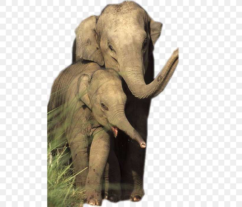 African Elephant Asian Elephant Elephantidae Animal Wildlife, PNG, 500x700px, African Elephant, Animal, Animal Welfare, Asian Elephant, Basabizitza Download Free