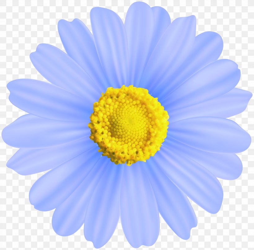 Chamomile Clip Art, PNG, 6000x5909px, Chamomile, Aster, Blue, Chrysanths, Daisy Download Free
