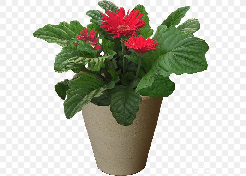 Grow Light Flowerpot Houseplant Cut Flowers, PNG, 600x587px, Grow Light, Annual Plant, Chrysanthemum, Cut Flowers, Flower Download Free