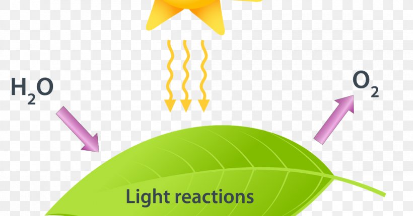 Photosynthesis C3 Carbon Fixation Calvin Cycle Light-dependent Reactions Light-independent Reactions, PNG, 1200x630px, Photosynthesis, Area, Brand, C3 Carbon Fixation, C4 Carbon Fixation Download Free