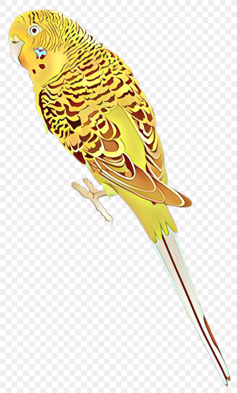 Budgerigar Parrot Lovebird Parakeet, PNG, 800x1359px, Budgerigar, Beak, Bird, Budgie, Chicken Download Free